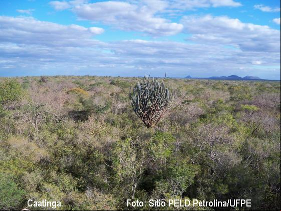 Caatinga